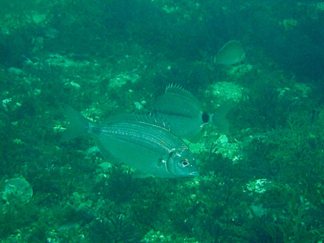 Diplodus bellottii