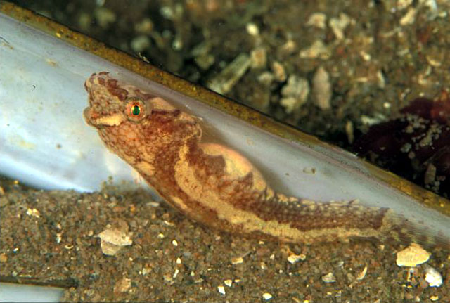 Diplecogaster bimaculata