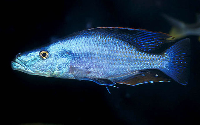 Dimidiochromis compressiceps