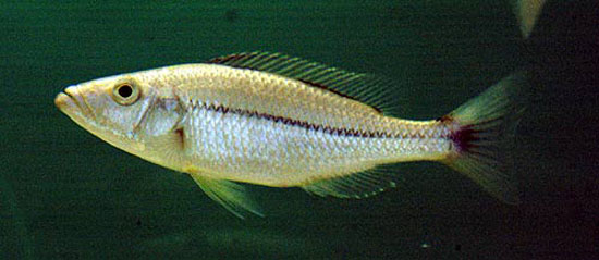 Dimidiochromis dimidiatus