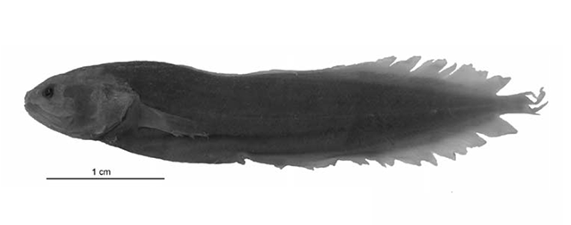 Diancistrus fijiensis