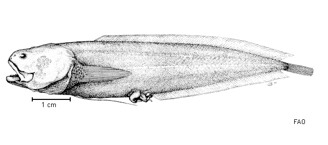 Diancistrus longifilis