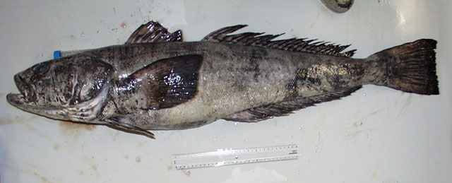 Dissostichus mawsoni