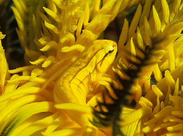 Discotrema monogrammum