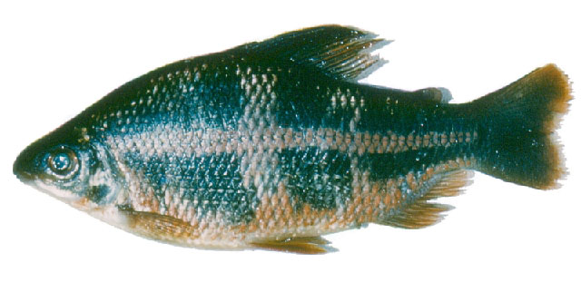 Distichodus noboli