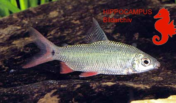 Distichodus notospilus