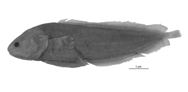 Diancistrus pohnpeiensis