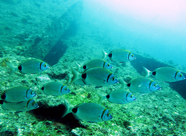 Diplodus prayensis