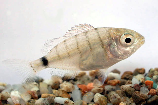 Diplodus sargus