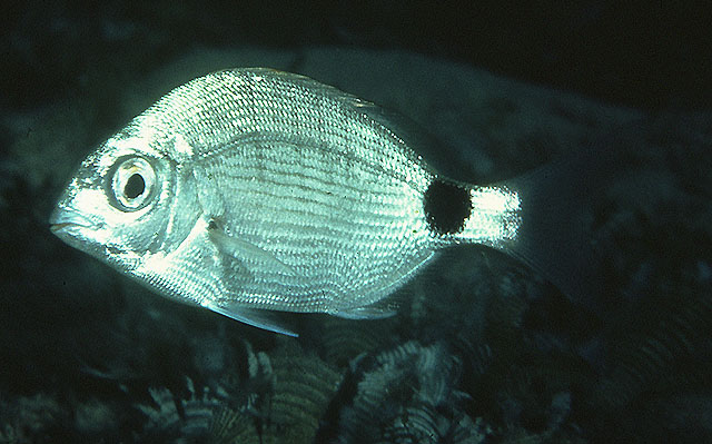 Diplodus capensis