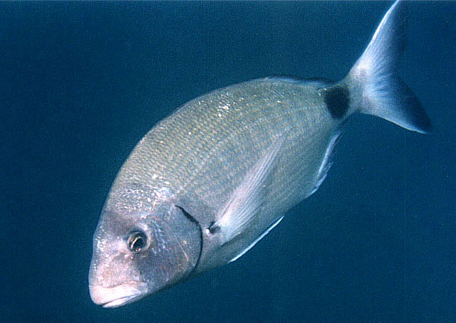 Diplodus sargus