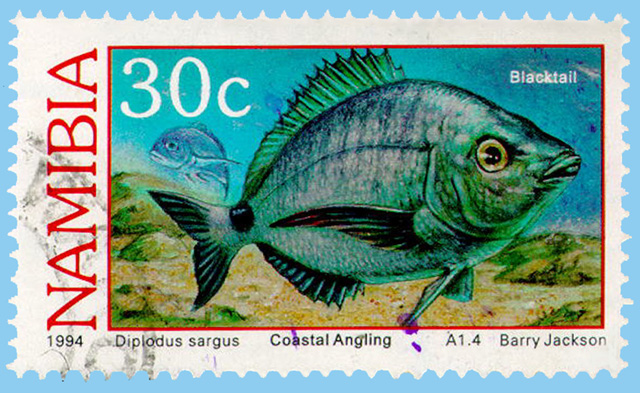 Diplodus sargus