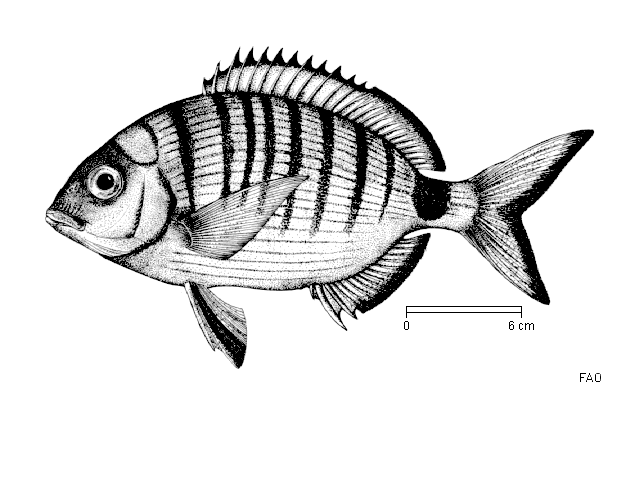 Diplodus sargus