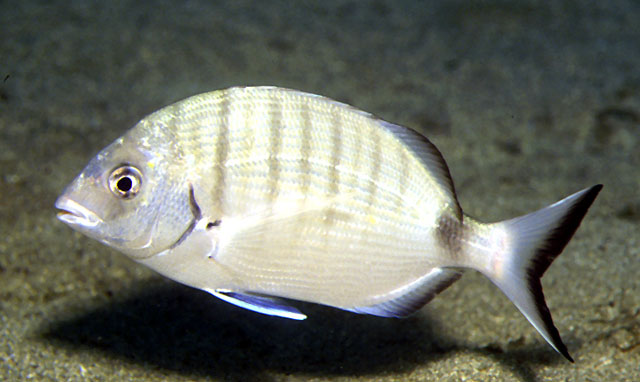 Diplodus sargus