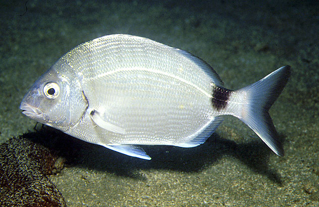 Diplodus sargus