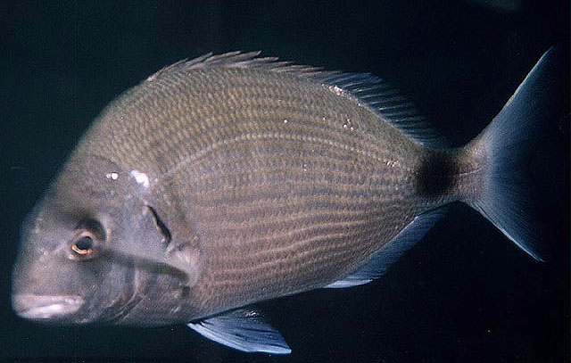 Diplodus sargus