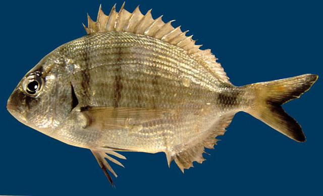 Diplodus sargus