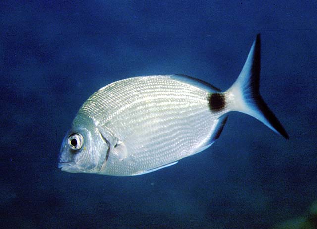 Diplodus sargus