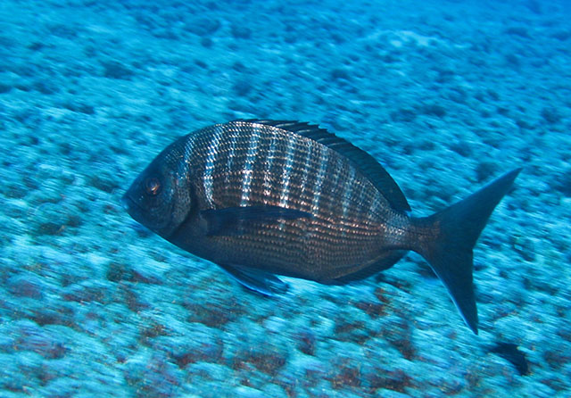 Diplodus helenae