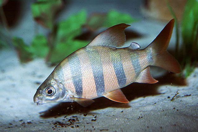 Distichodus sexfasciatus