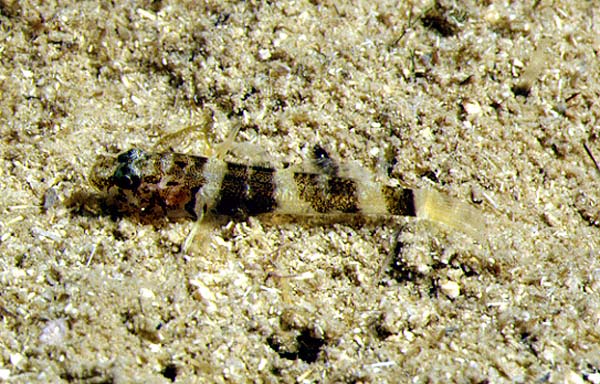 Marcelogobius splechtnai