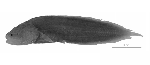 Diancistrus tongaensis