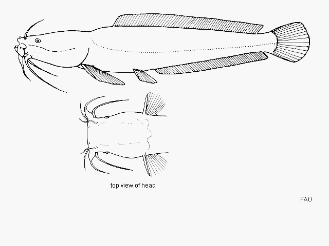 Bathyclarias worthingtoni