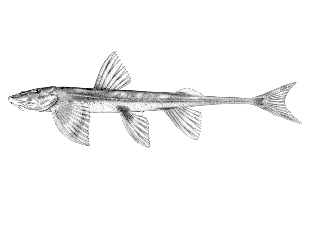 Doumea angolensis