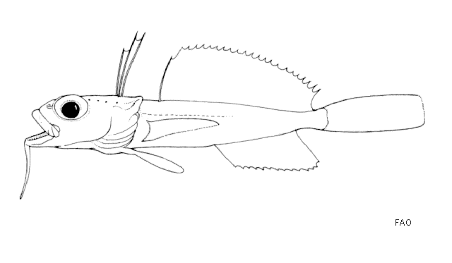 Dolloidraco longedorsalis