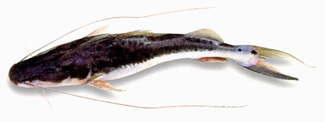 Platysilurus malarmo