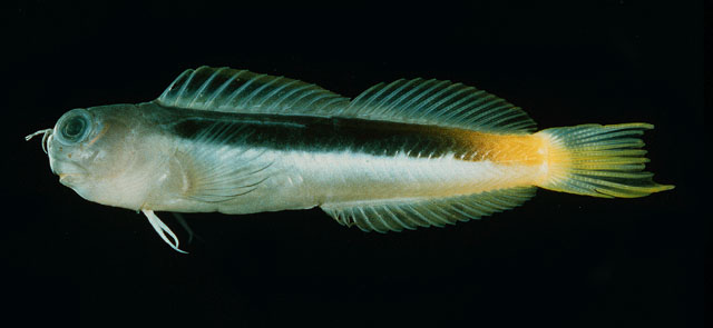 Ecsenius bicolor