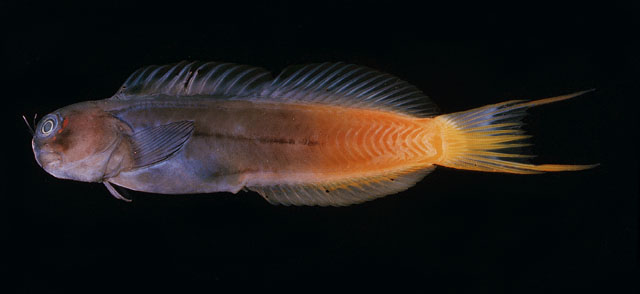 Ecsenius bicolor