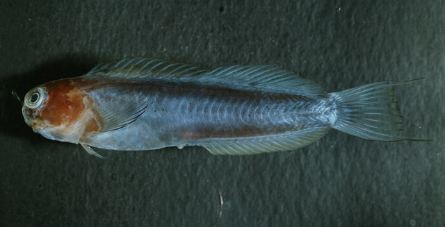 Ecsenius bicolor