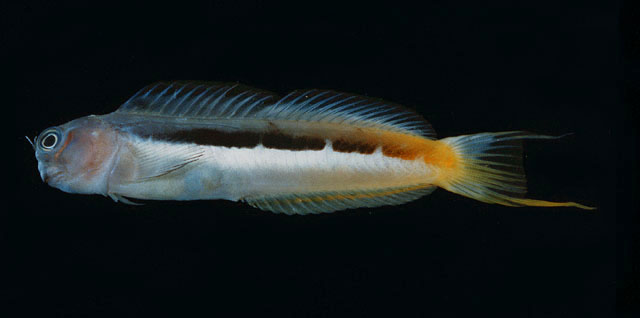 Ecsenius bicolor