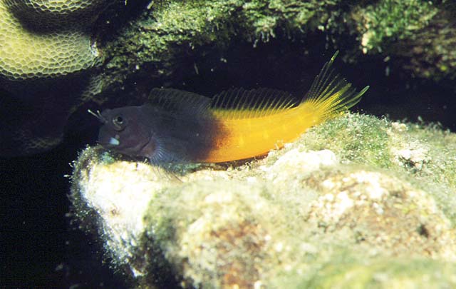 Ecsenius bicolor