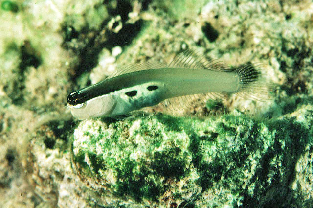 Ecsenius bimaculatus