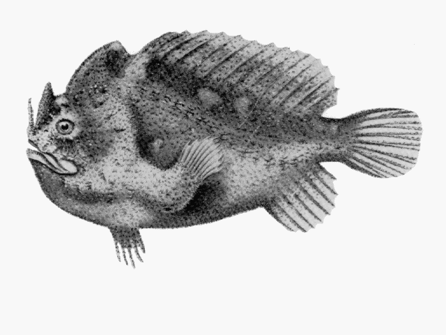 Echinophryne crassispina