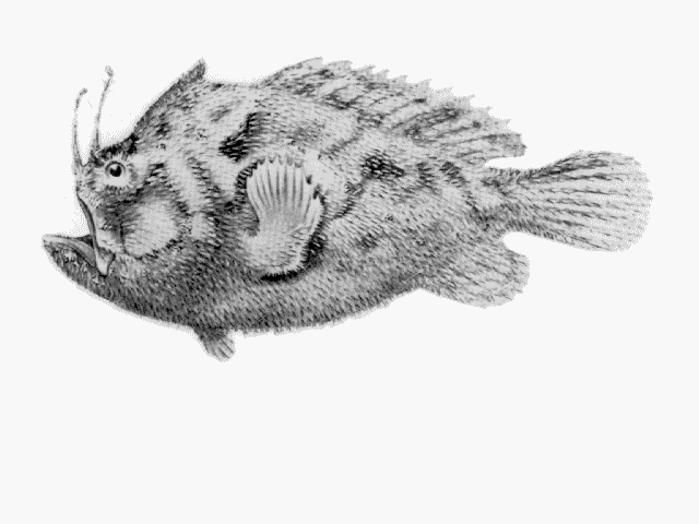 Echinophryne mitchellii