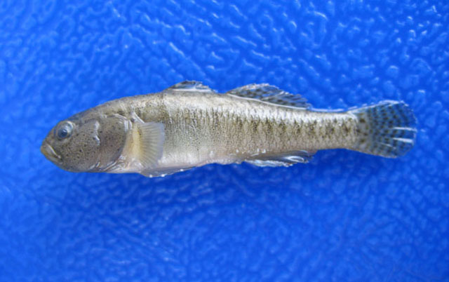 Economidichthys pygmaeus