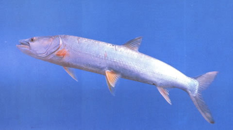 Elopichthys bambusa