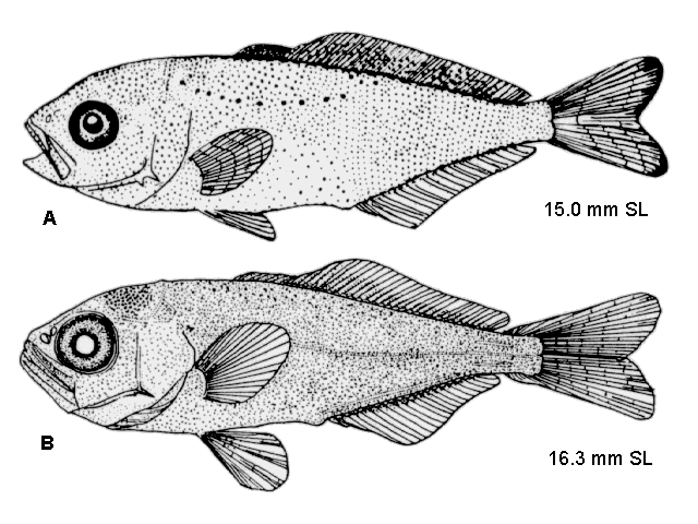 Elagatis bipinnulata