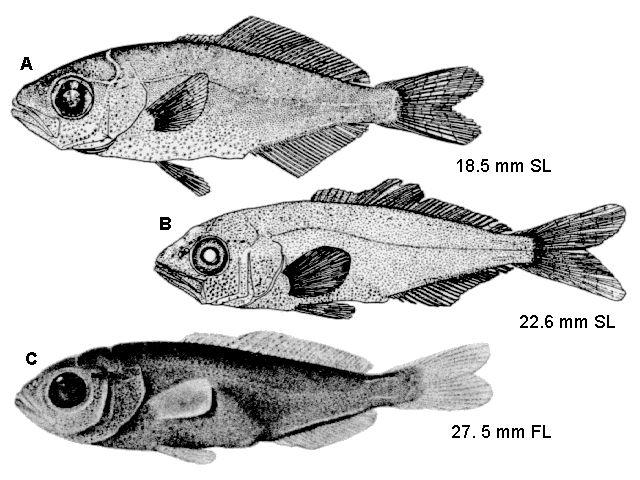 Elagatis bipinnulata