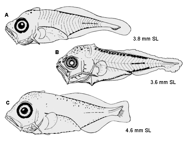 Elagatis bipinnulata