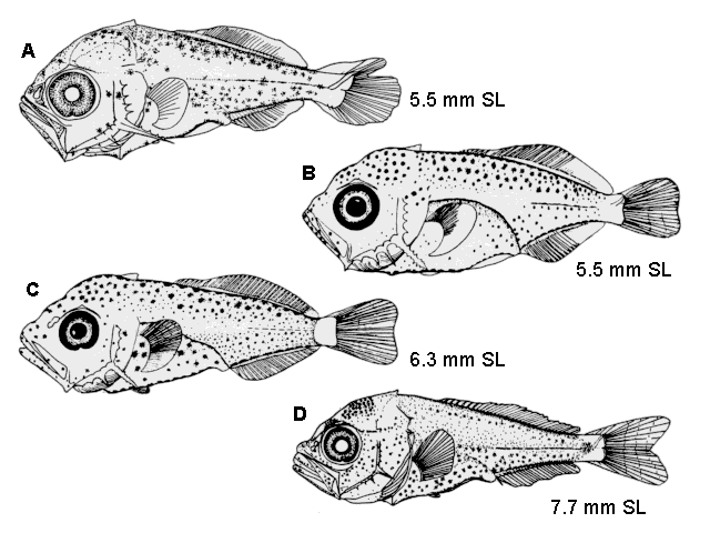 Elagatis bipinnulata