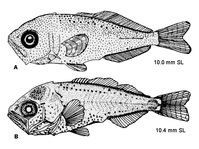 Elagatis bipinnulata