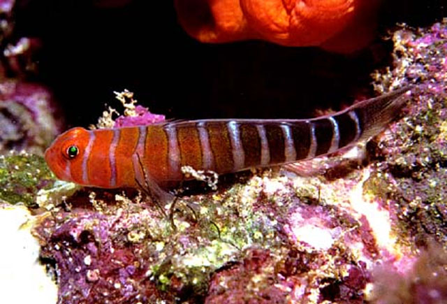 Tigrigobius limbaughi