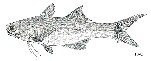 Eleutheronema tridactylum