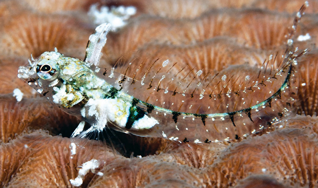 Emblemariopsis ruetzleri