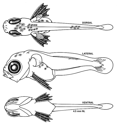 Enchelyopus cimbrius