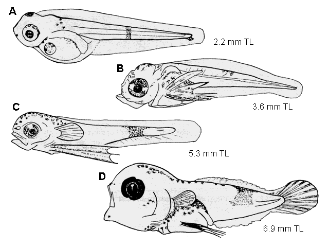 Enchelyopus cimbrius